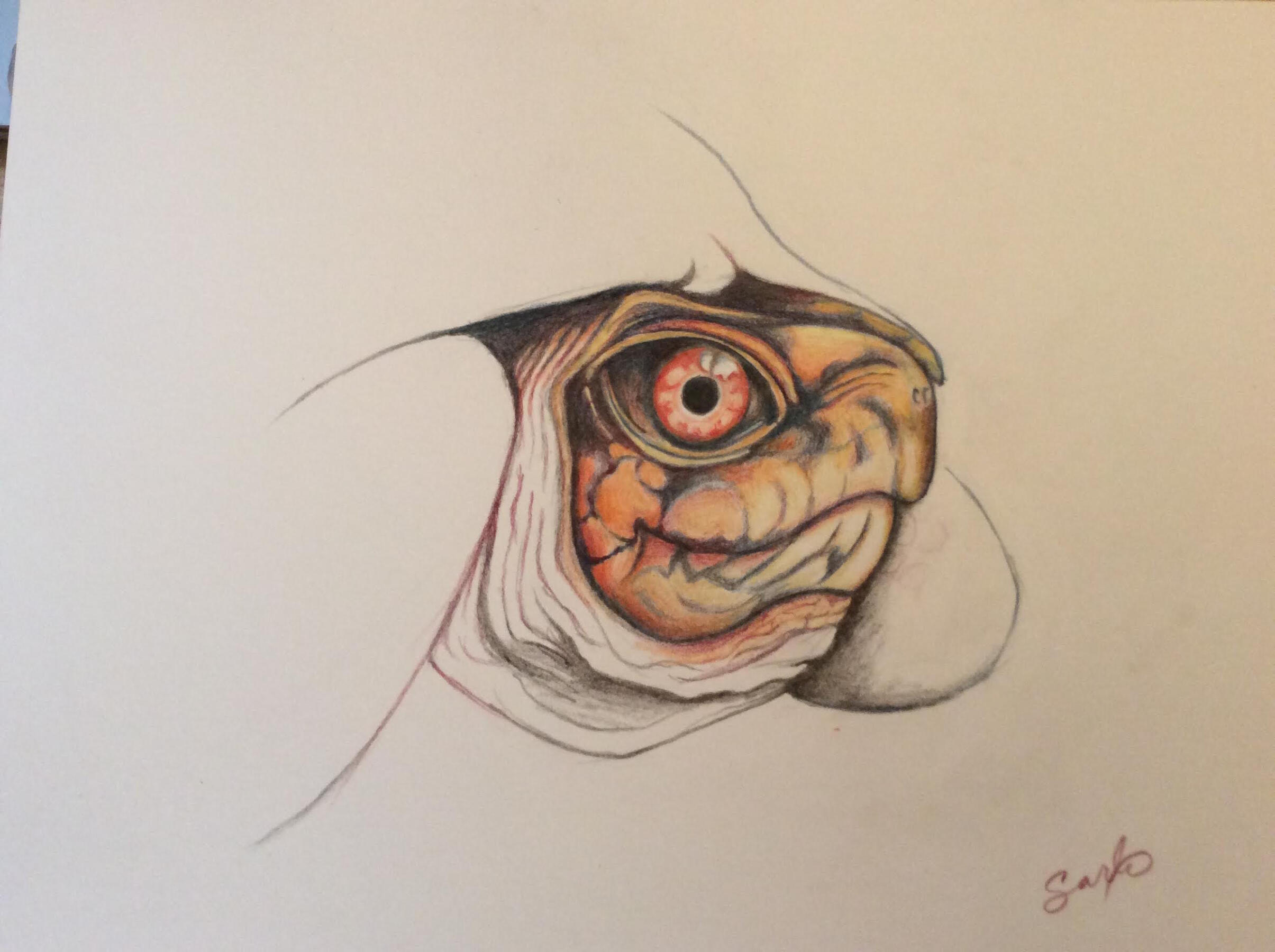 "Box Turtle No. 2" (©️ 2024. Acrylic on canvas.)